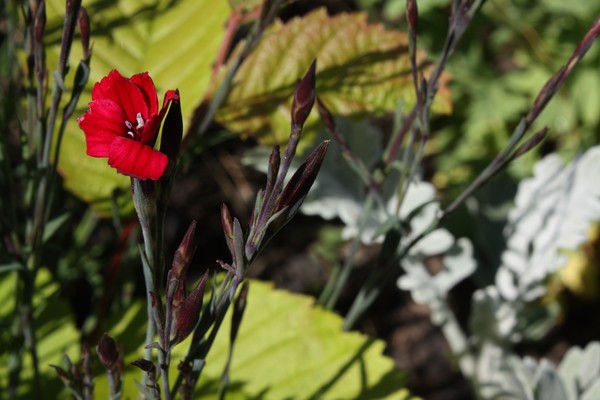 Summer flowers