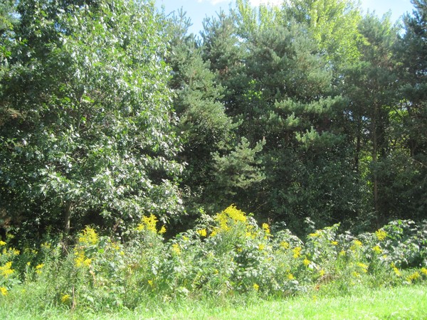 late summer