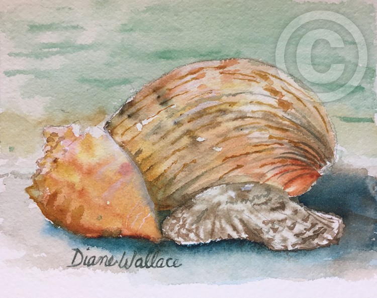 Shell Game 1