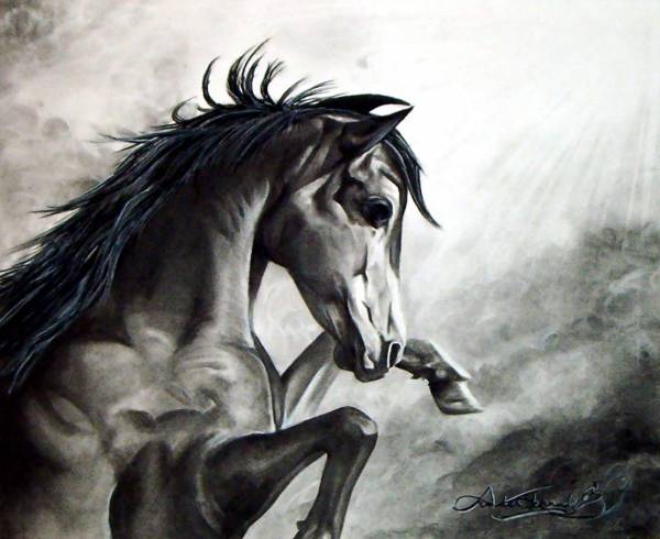 Wild Stallion