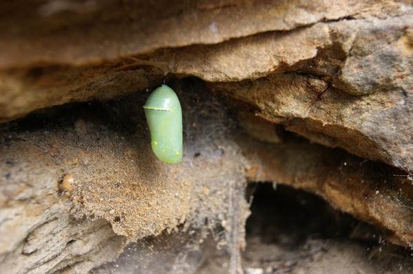 Cocoon