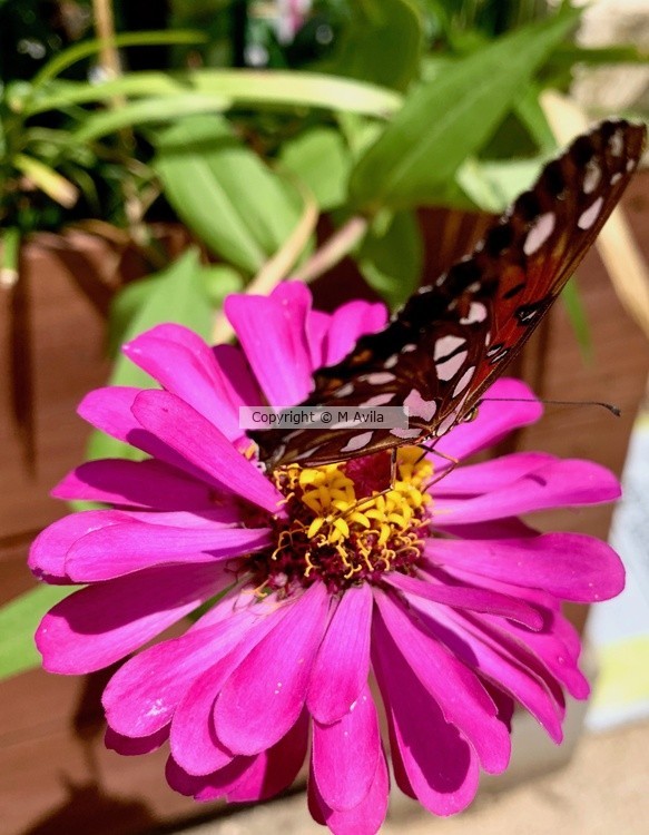 Zinnia's Butterfly