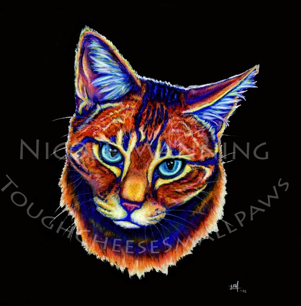 Cocky Tabby
