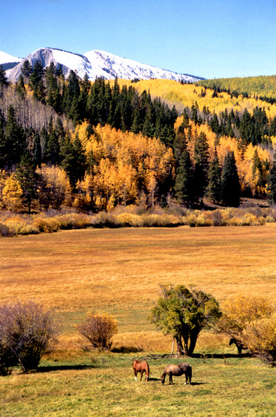 Mountain Pasture