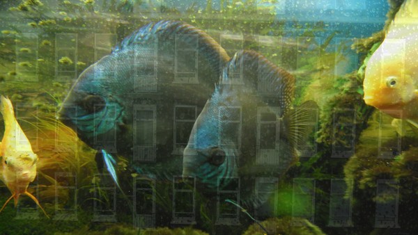 Manipulation 20