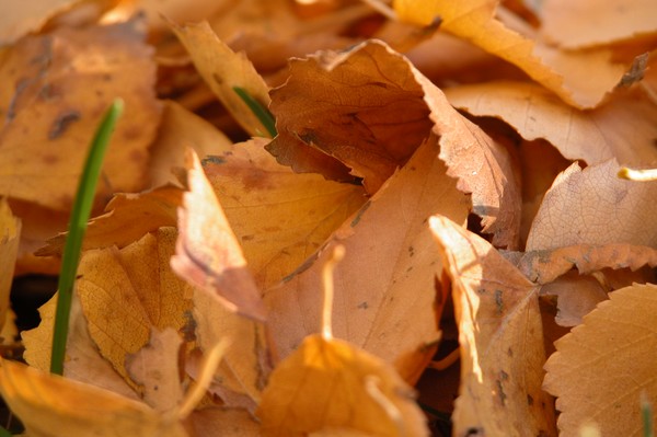 AUTUMN