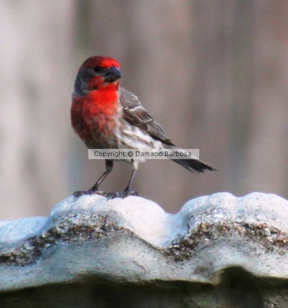 Cardinal