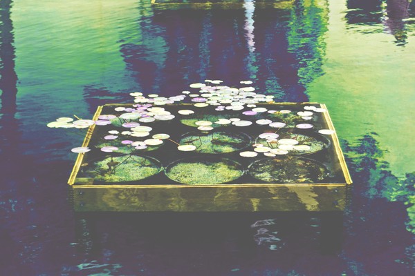 Lily Pads and Reflections