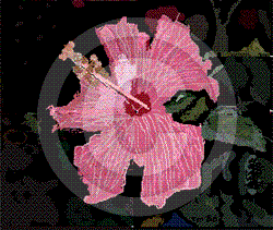 Floradig2