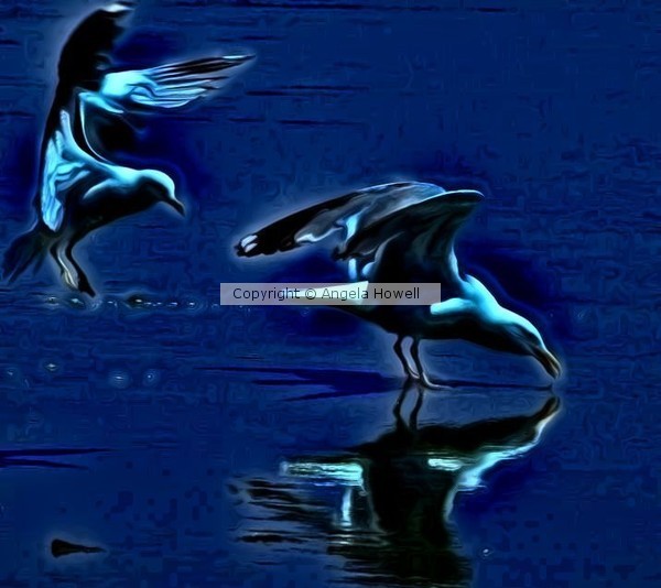 Gulls