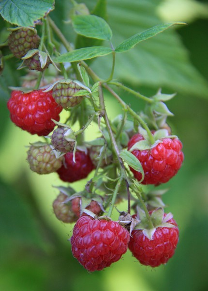 First Raspberries