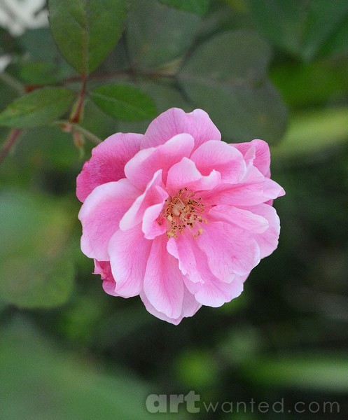 a beauty in the garden