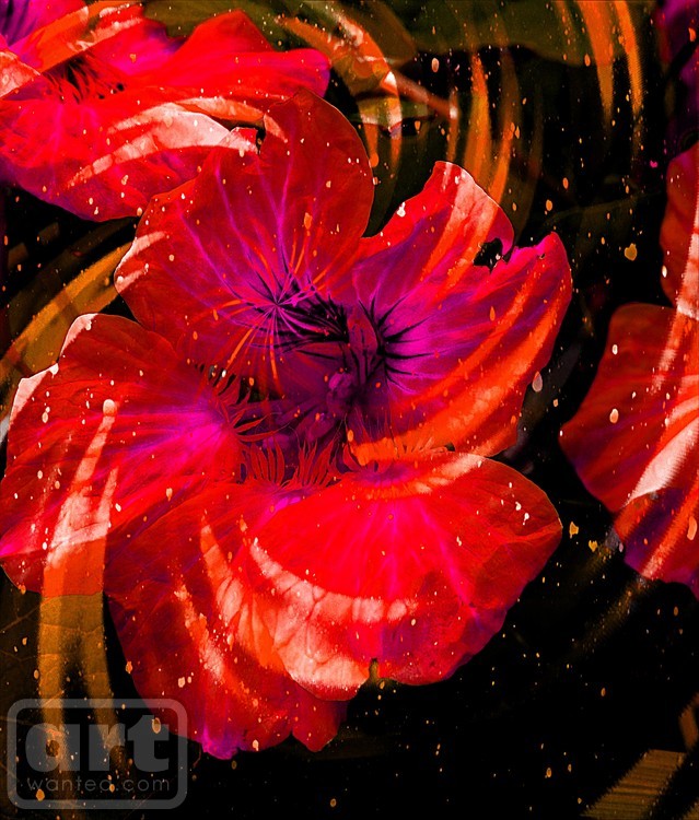 Abstract in Red