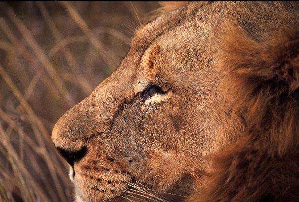 Lion closeup