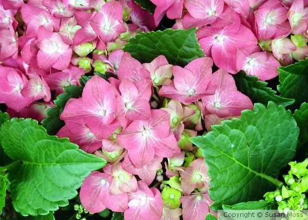 So Pink