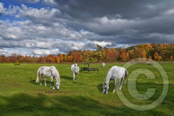 WHITE HORSES