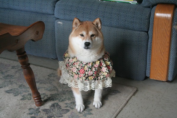 DRESSED UP FOR DADDY