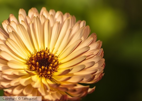 Orange Flower
