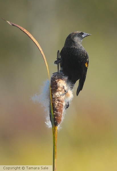 Redwing on Cattail