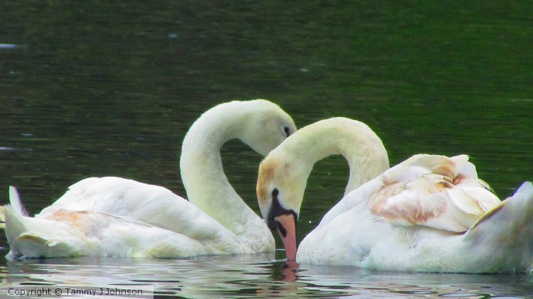 Swans In Love