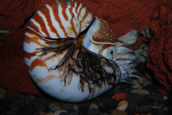Chambered Nautilus