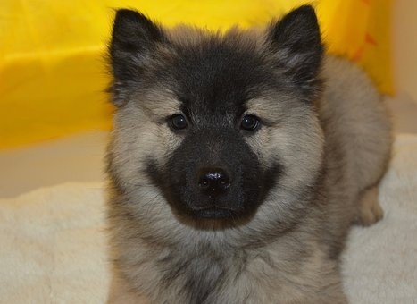 puppies (80)