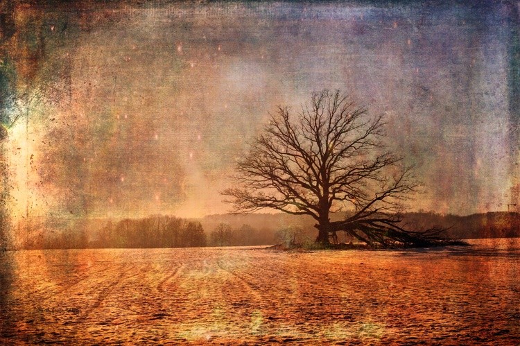 Fantasy Field