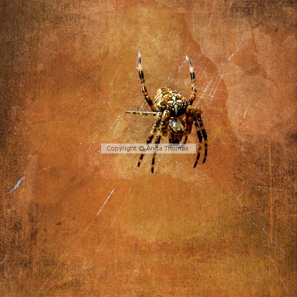 Wicked web