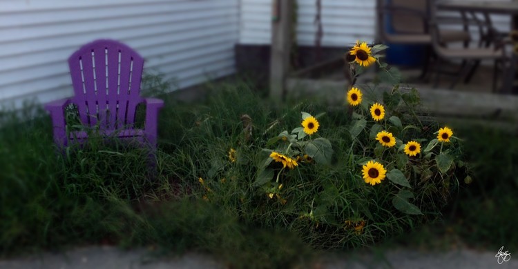 Purple Chair and Sunflowers