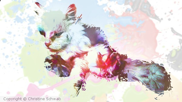 Cat in color