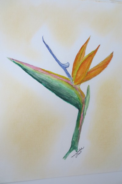Bird of Paradise