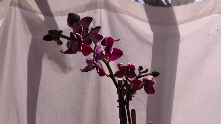 Orchids Santa Cruz, California