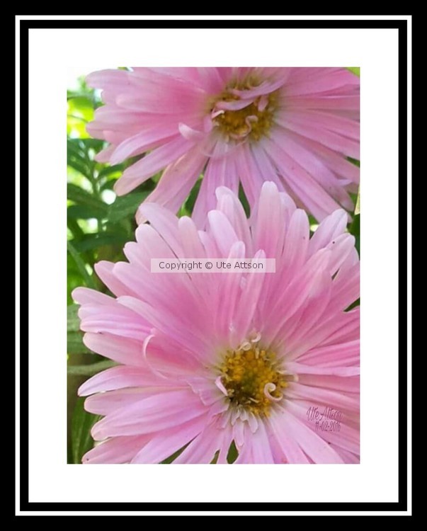 Pink Aster