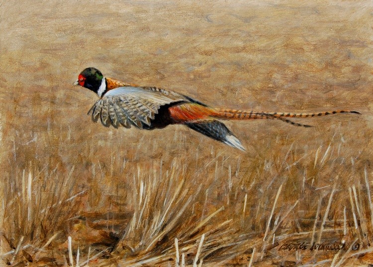 On the Run - pheasant