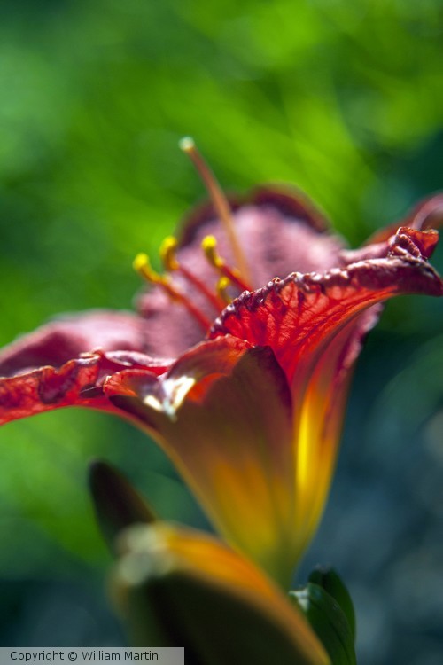 Red Day Lily Beauty