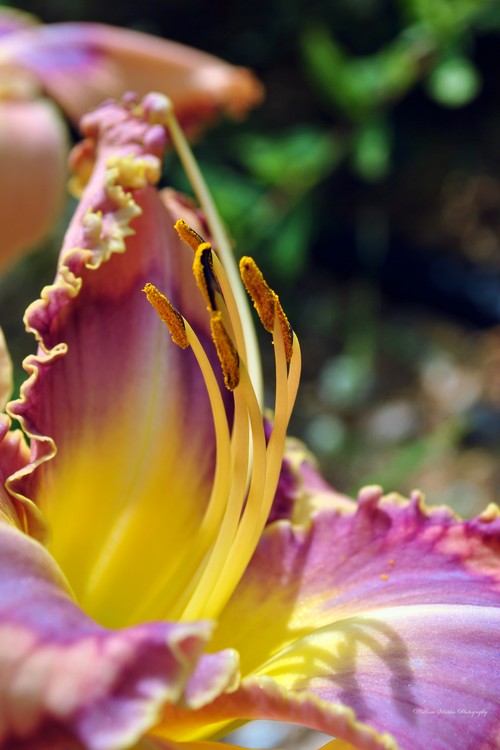 Beautiful Lily Blooming in the Summer Sun