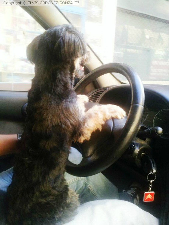 VAYA CONDUCTOR!
