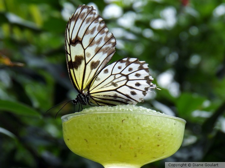 Paper Butterfly Cocktail Hour