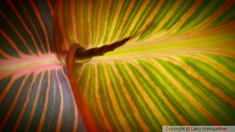 The Canna