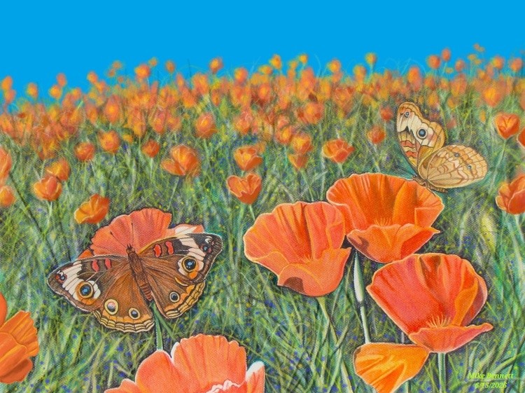 Buckeyes and Poppies #3 