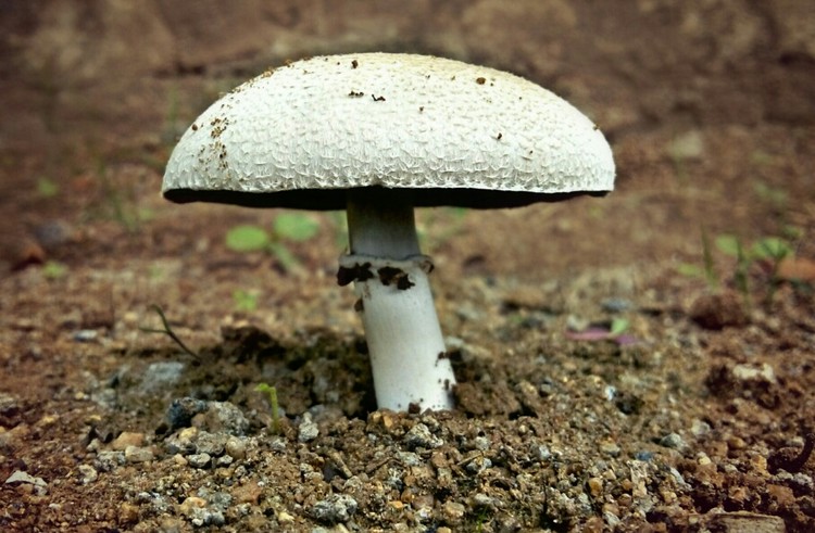 Mushroom 