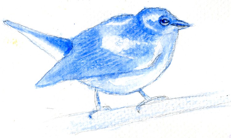 Bird Watercolor Sketch