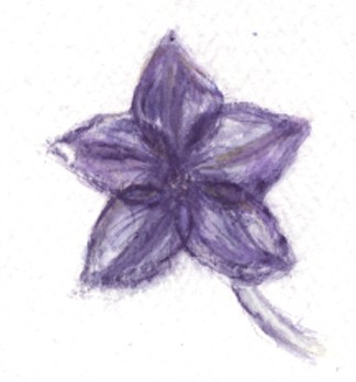 Starflower Watercolor