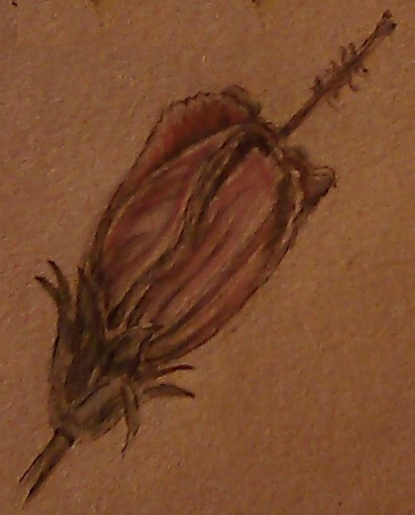 Gesneriad Watercolor