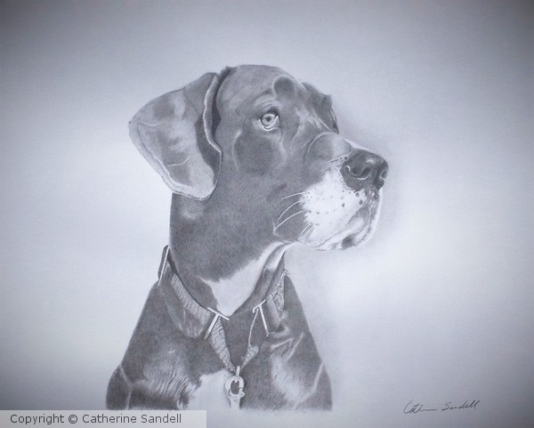 Great Dane