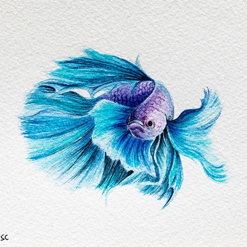 Siamese fighting fish