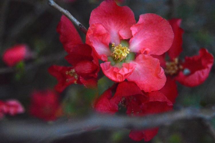 red flowering pomegranate
