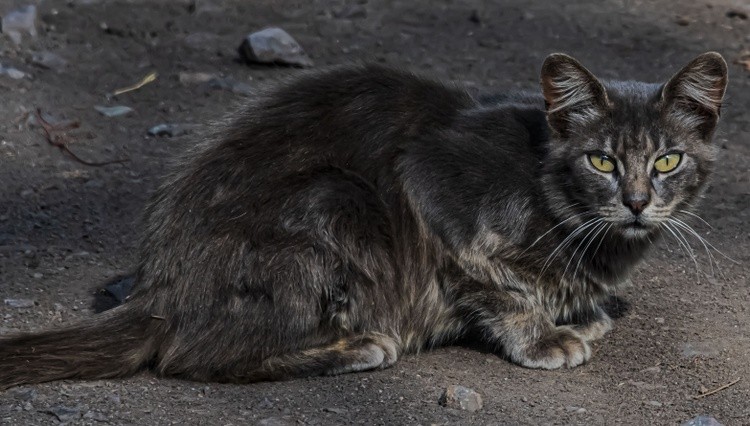 Blue Lake Feral Cat