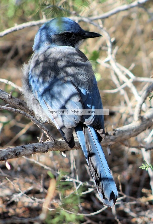 New Mexican Blue Jay 