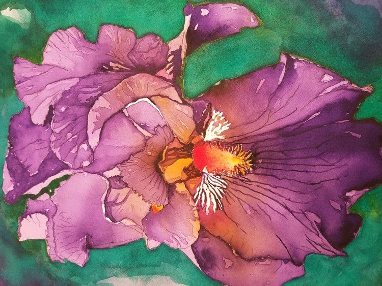 Pink Iris